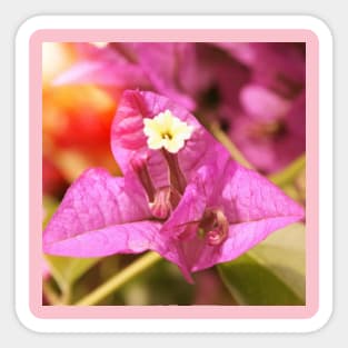 Pink Bougainvillea Blossom Sticker